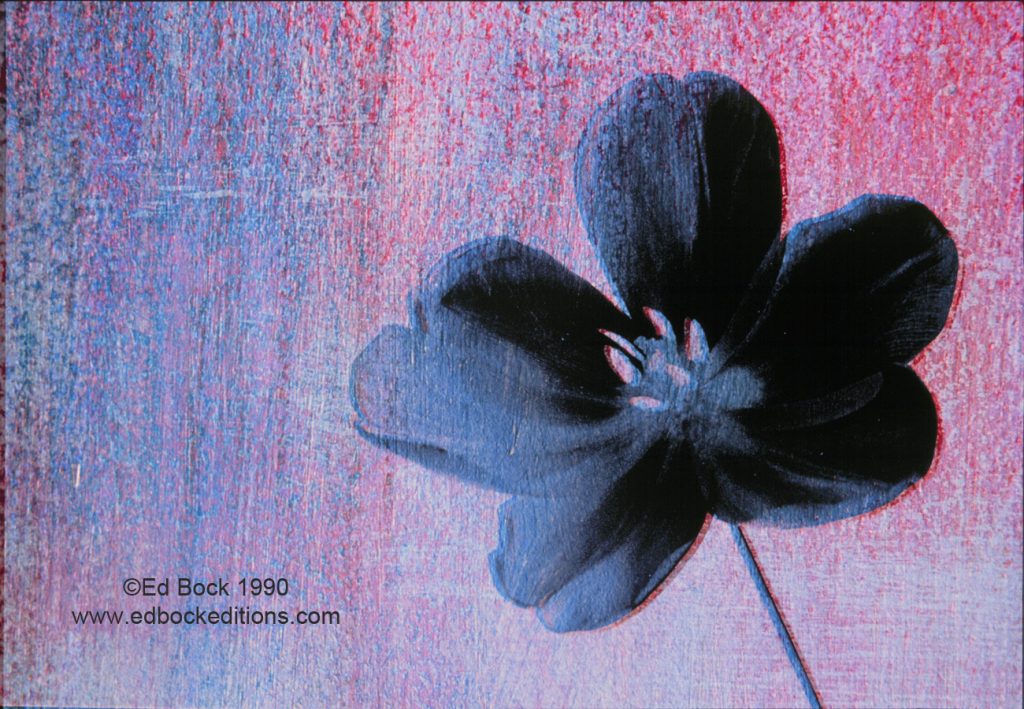 Black, Flower, magenta, textured, Mixed media, art, acrylic, watercolor, fine art, prints, artwork, collage, poster, photo, canvas, giclee, painting, contemporary, modern, abstract, colorful, art prints from Ed Bock, EdBockEditions
