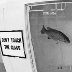 Glass Bass
