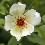 Rose Yellow