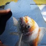 Making a fiber paste acrylic skin using digital ground